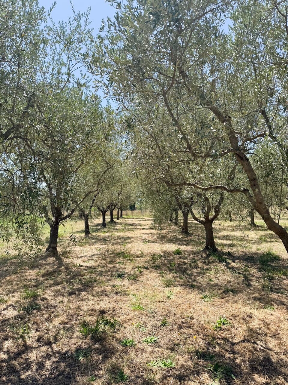 Woody Plant, Soil, Plantation