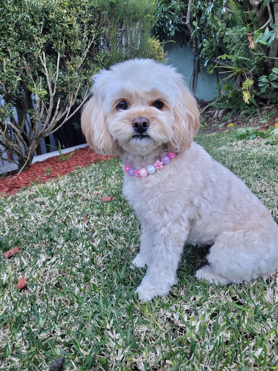 Meet Frankie, Manor Princess