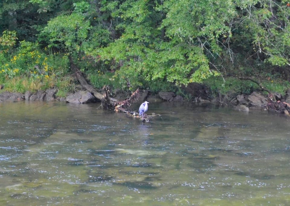 Wildlife visting Riverview Retreat