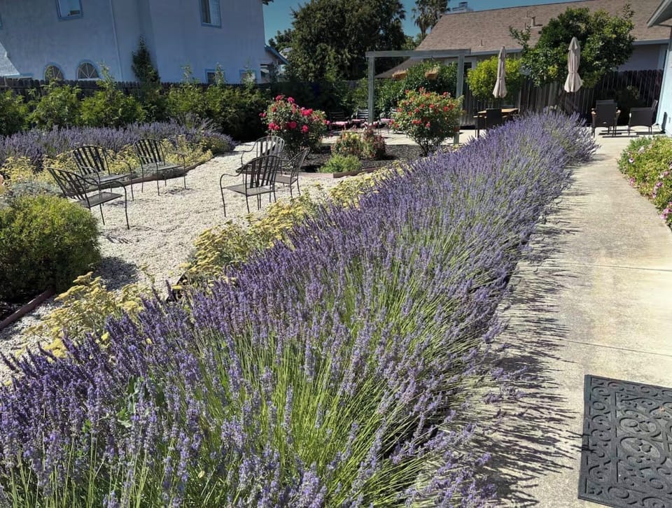 Backyard Oasis- 22 Evergreens, Fruit Trees, Roses, Lavender+, Raised Herb Beds..