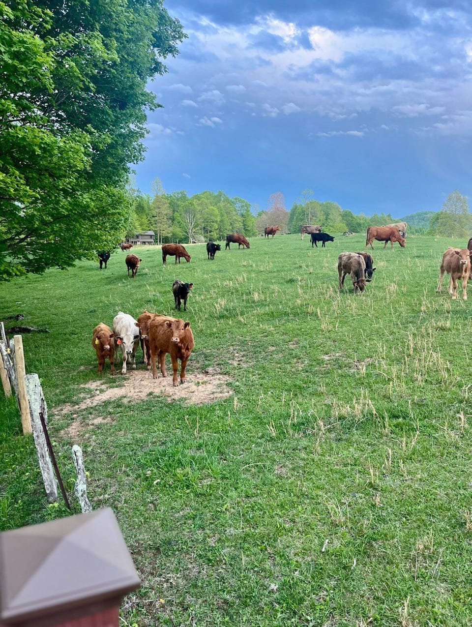 Enjoy the Visiting Cows