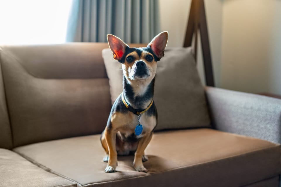 Pet-friendly