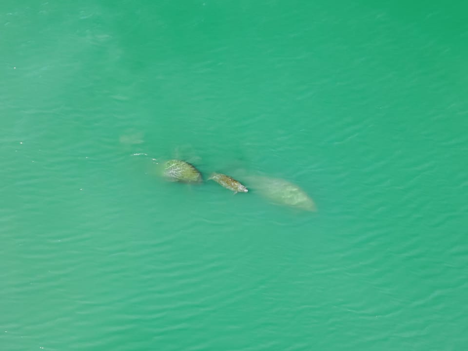 A family of manatees seen right off of the deck!