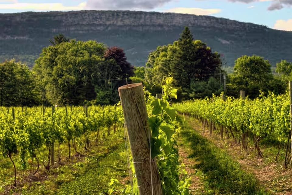 Scenic winery with lush vineyards, fine wines, and a relaxing taste.