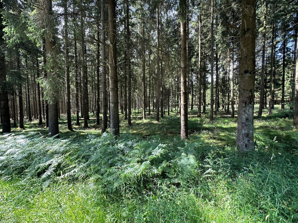 Immediate Surroundings [summer] (<1 km)