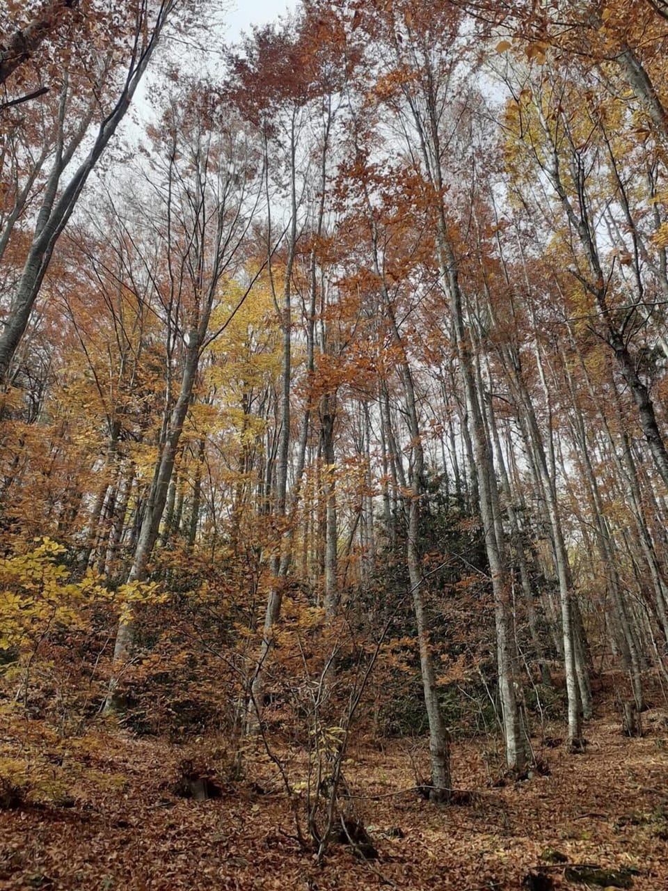 Hiking