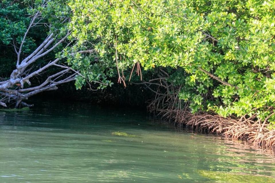 Kayak tours just steps away from Casa Blue Laguna