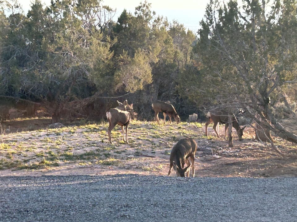 Does looking for their buck!