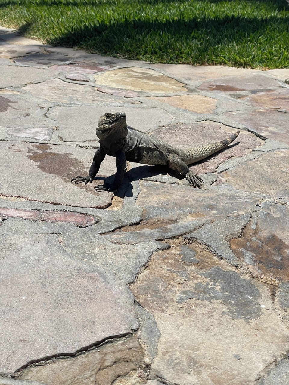 A friendly visitor