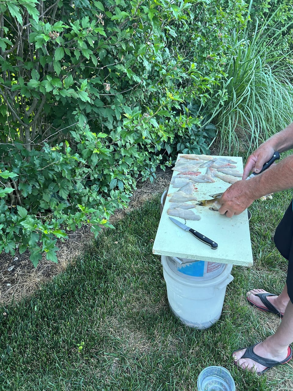 Fish from the river