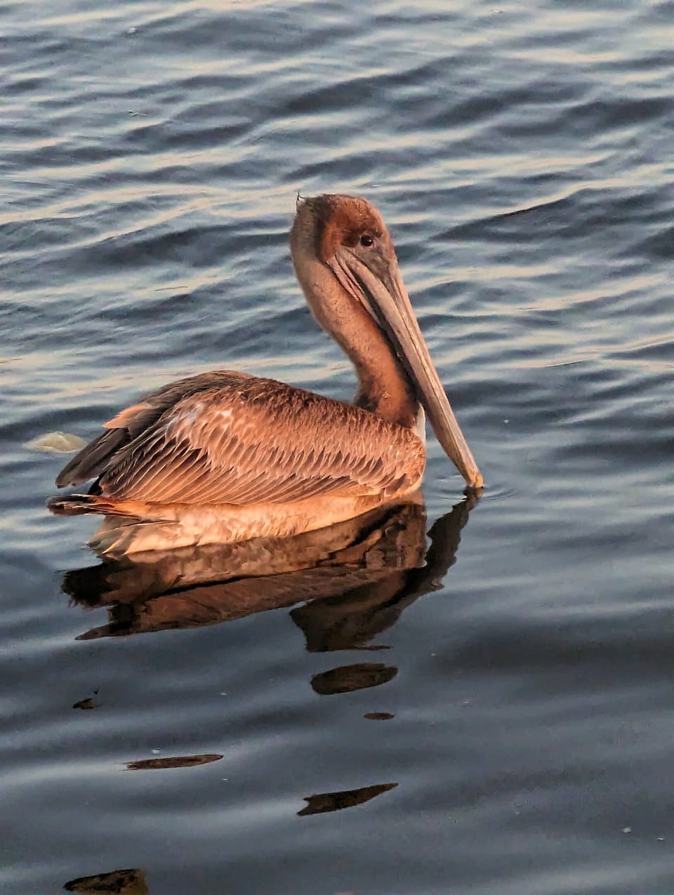 Pelicans, rose beaked spoonbills, tufted teens, and countless sea birds are common in the area. 
