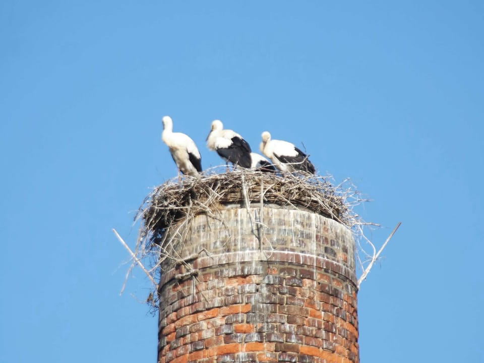 Unser Storchennest