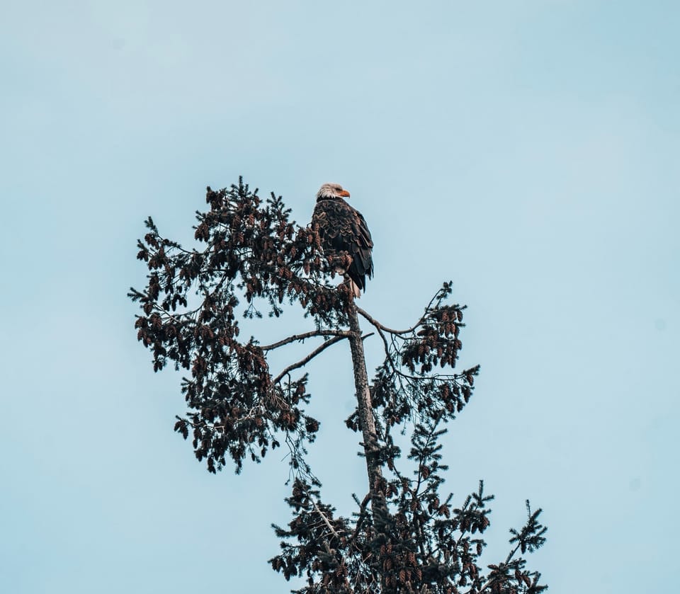 Wildlife sightings like this are common in Ucluelet.
