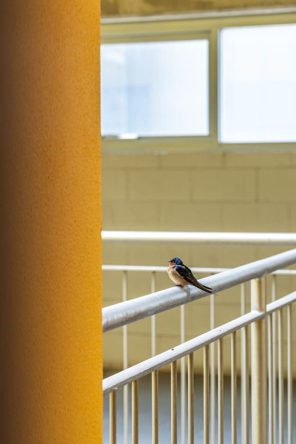 This little visitor perched perfectly, bringing a moment of nature into the frame.