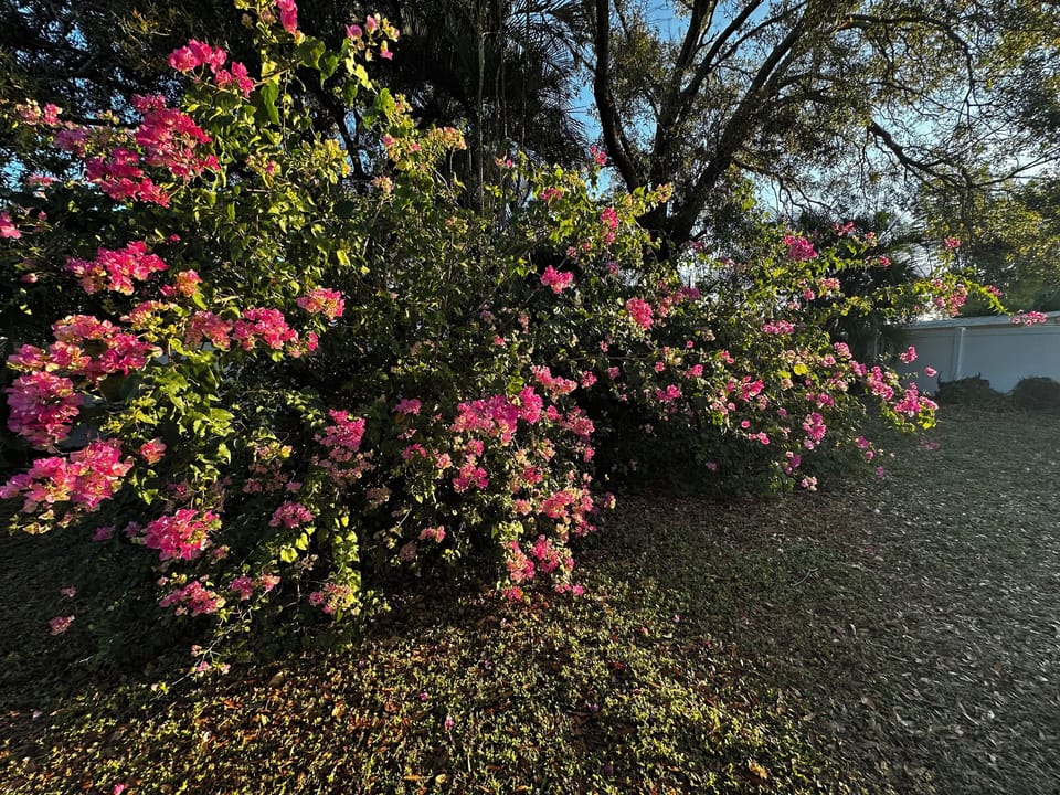 Our beautiful blooming bougainvillea’s in private, fully fenced backyard