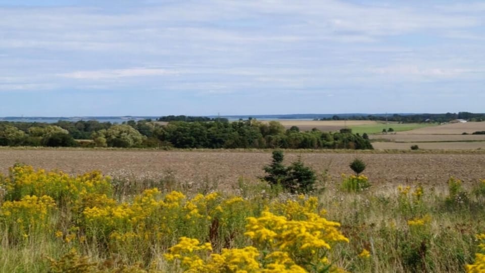 area