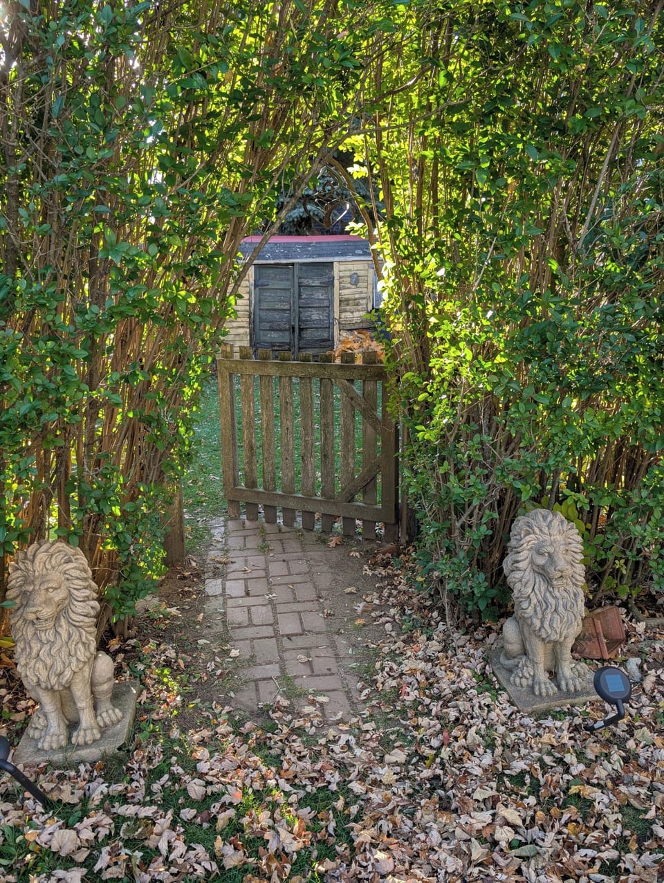 Hedgerow arch to fenced yard