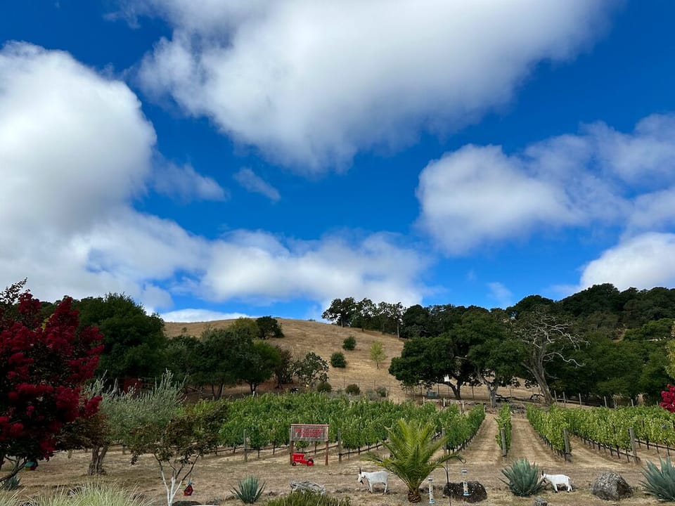 Backyard view