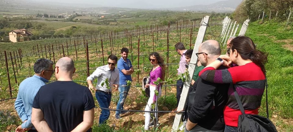 Vineyard