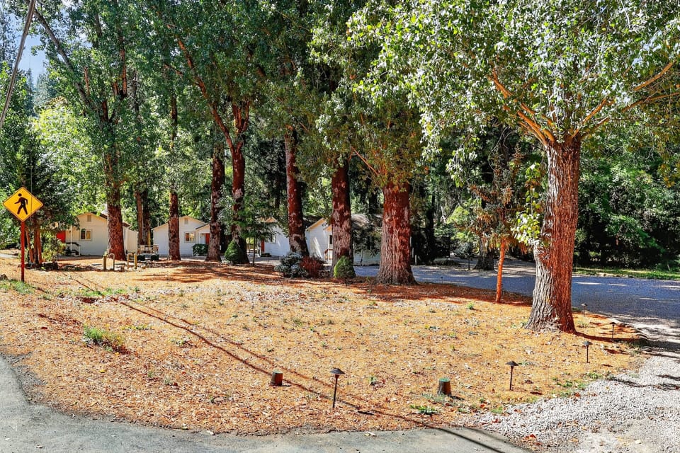 Tree, Grass, Nature, Outdoors, Park