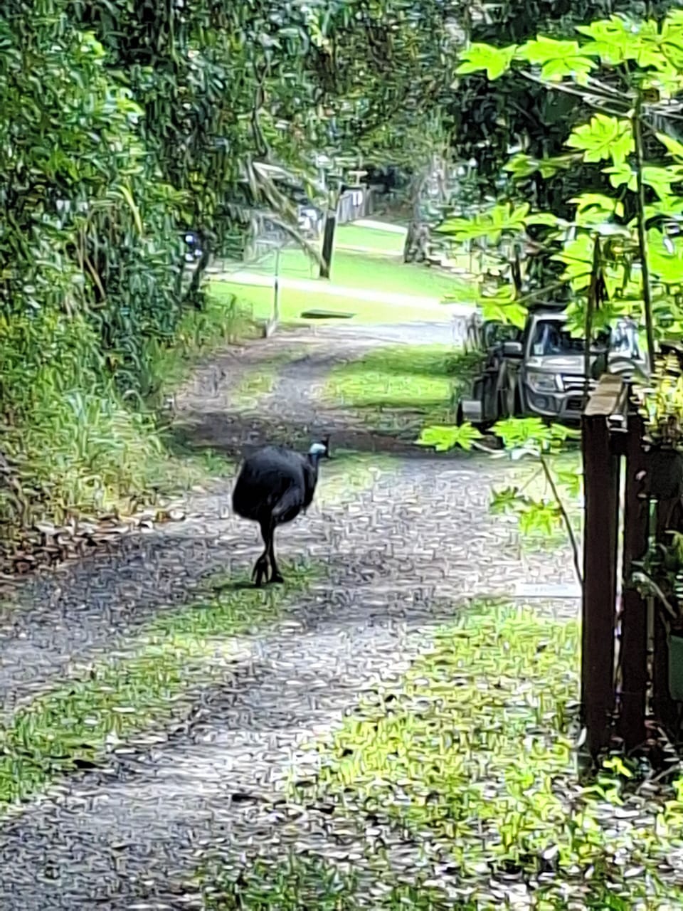 Our local cassowary who regularly visits.