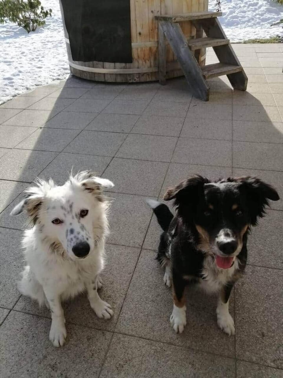Our dogs Lucy and Lena wants to play with you
