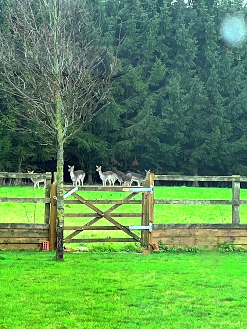 Some of the local wildlife.
