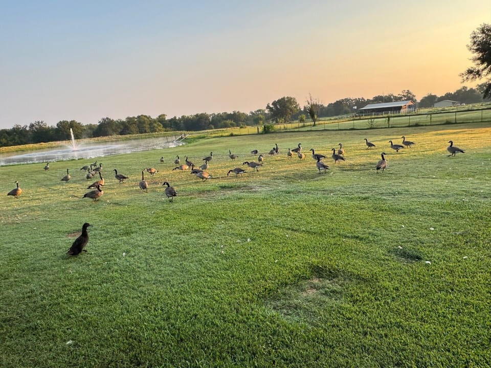 Morning Geese Visit waiting for their corn. 