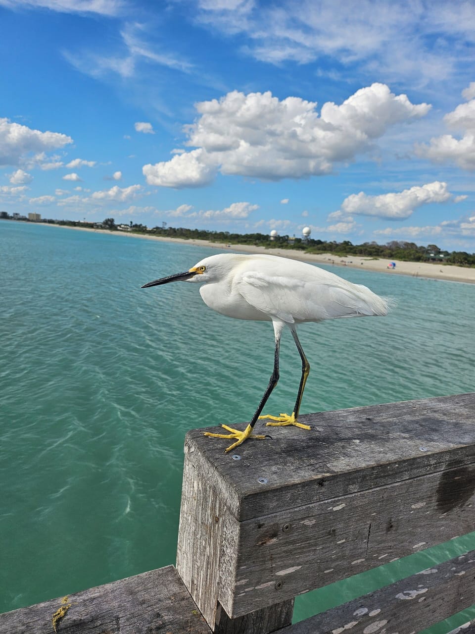 birdseye view from pier at Sharkeys 