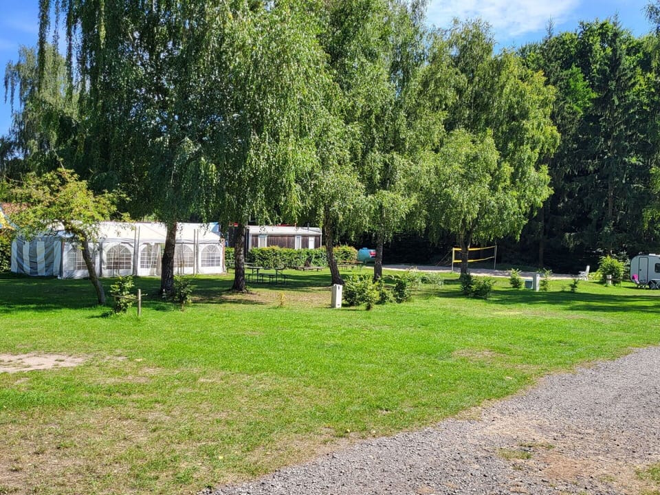 Tree, Grass, Garden, Lawn, Park, Shade, Yard, Evergreen