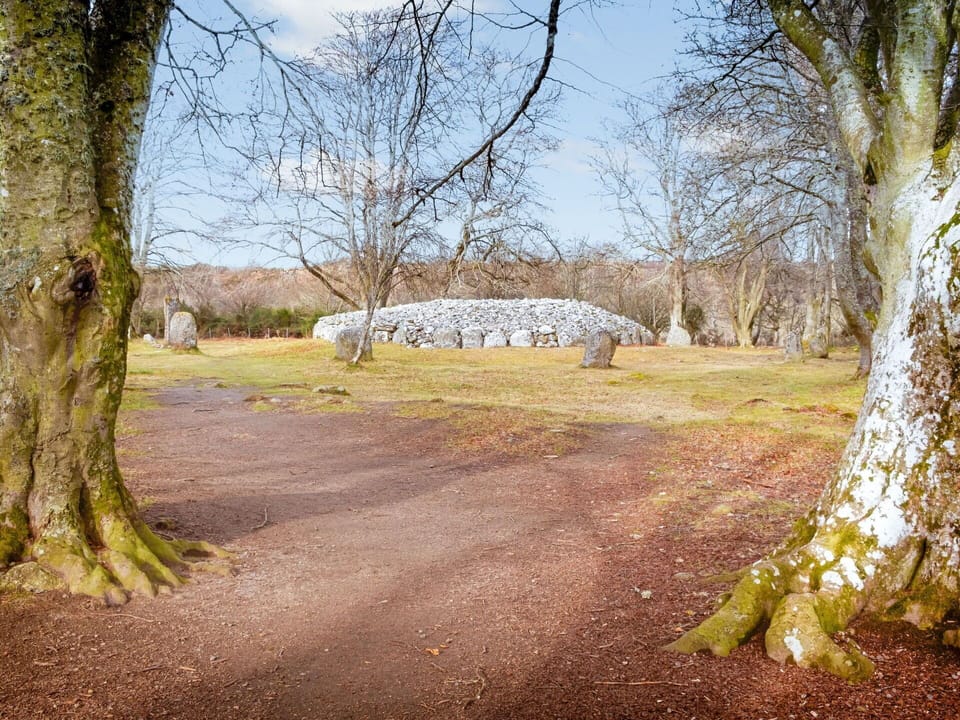Tree, Branch, Rock, Twig, Trunk, Woody Plant, Pasture, Woodland, Winter