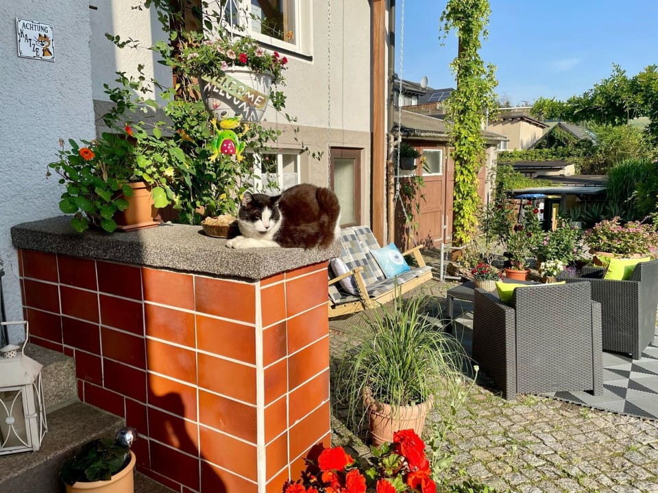 Flowerpot, Shrub, Houseplant, Garden, Brick