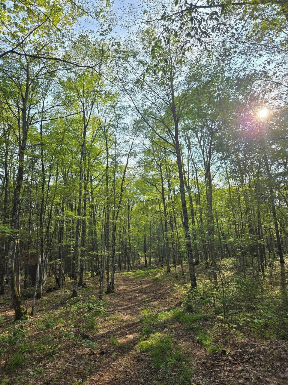 back forest 