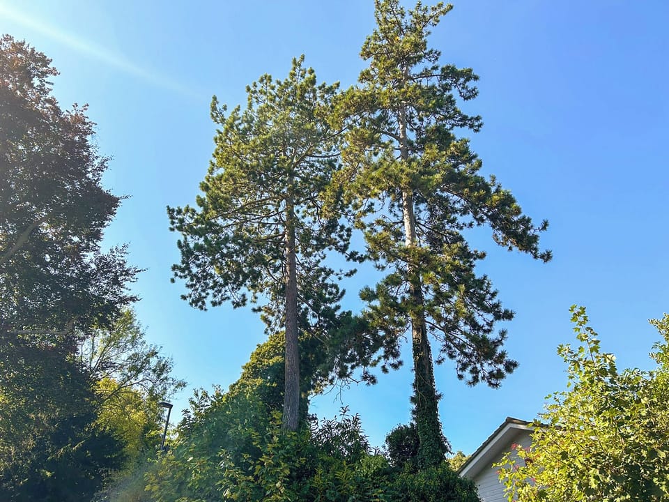 Surrounding area | Twin Pines, Kenley, Surrey