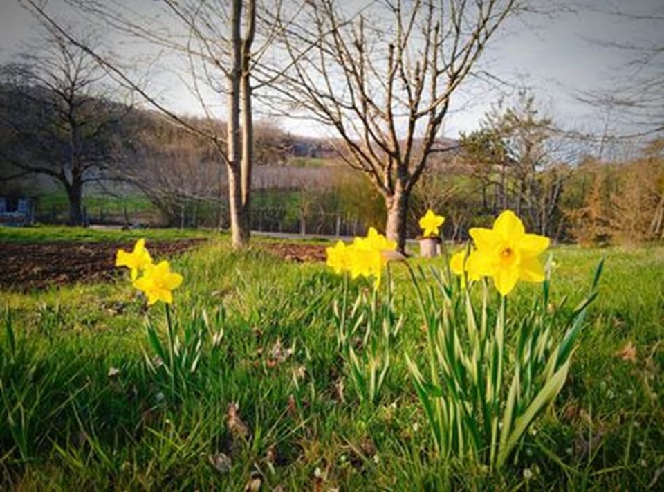 A chaque saison sa floraison, Jura