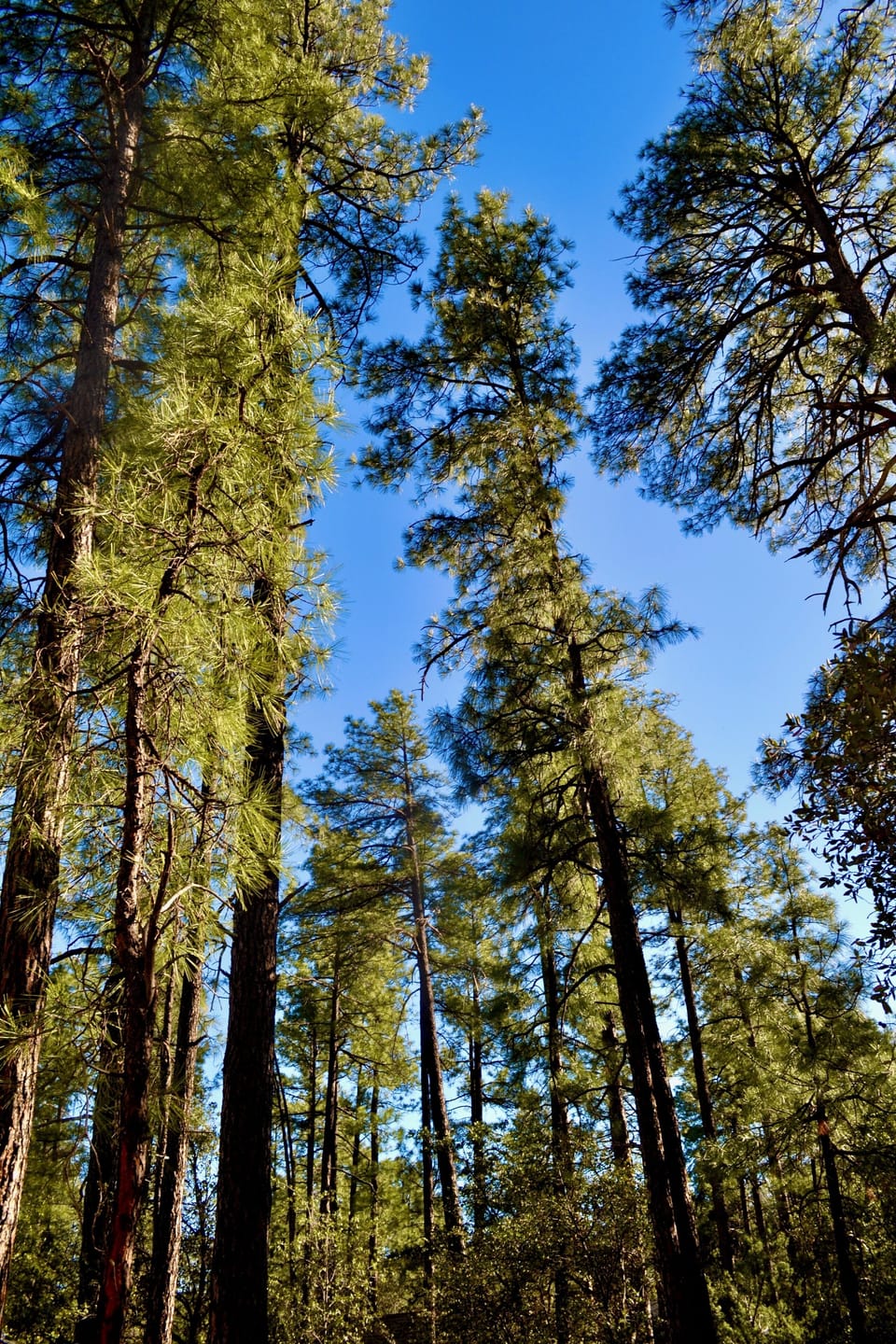 Beautiful ponderosa pine forest surrounding the cabin
