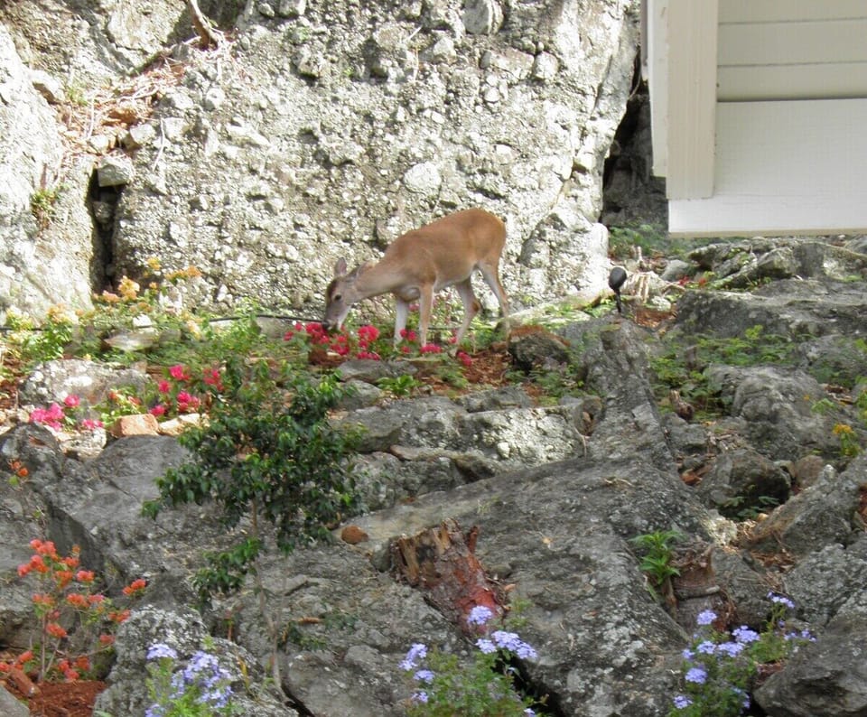 Up On The Rocks, Sol Villas USVI (348)