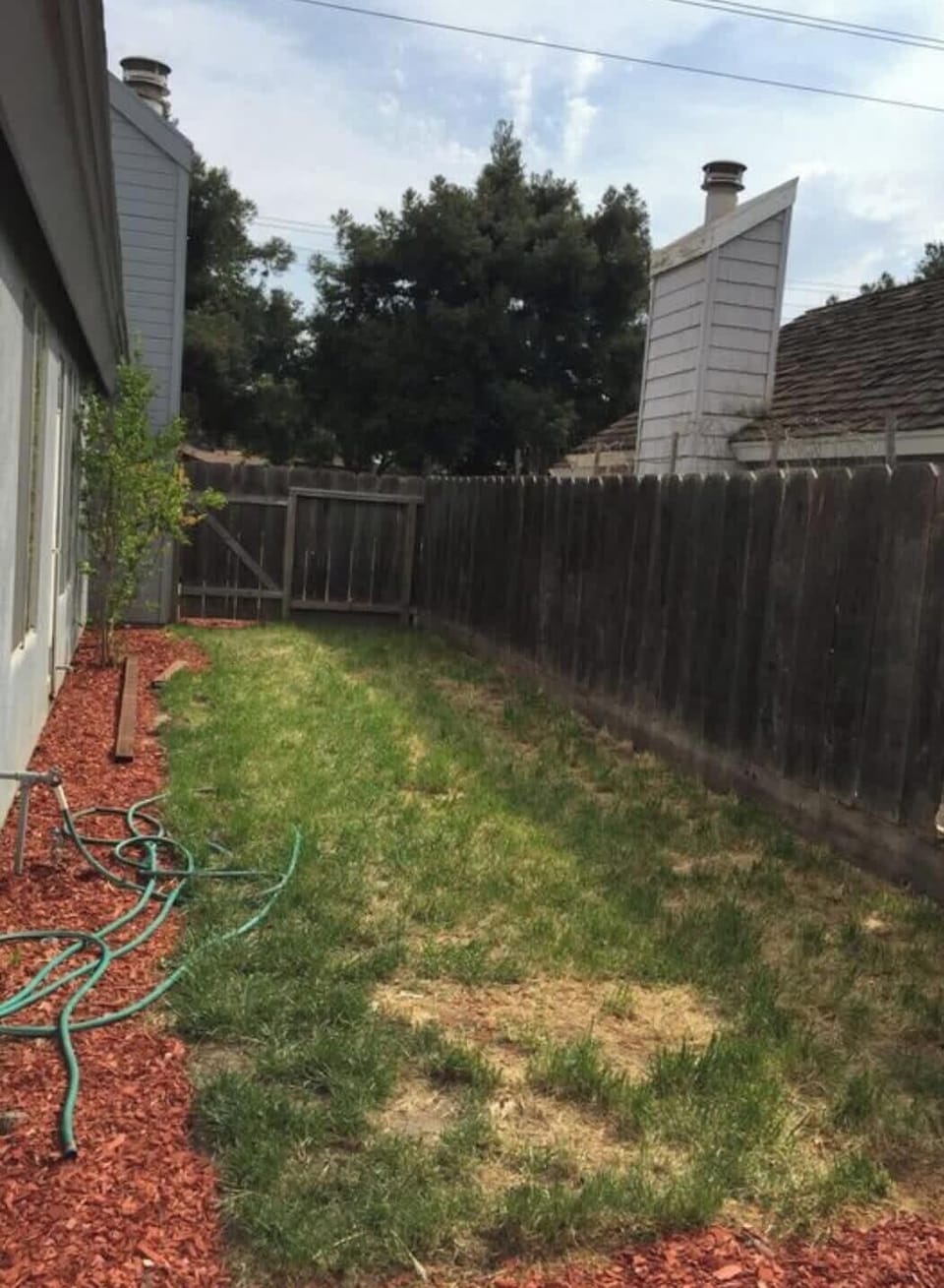 Back yard lawn