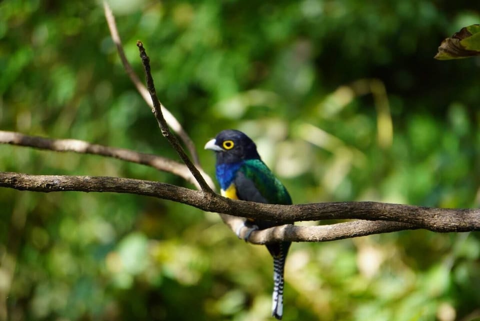 Male Guianan trogon