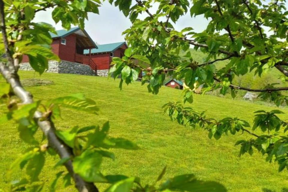 Garden [summer]