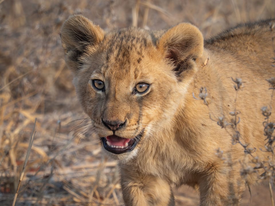 Game viewing