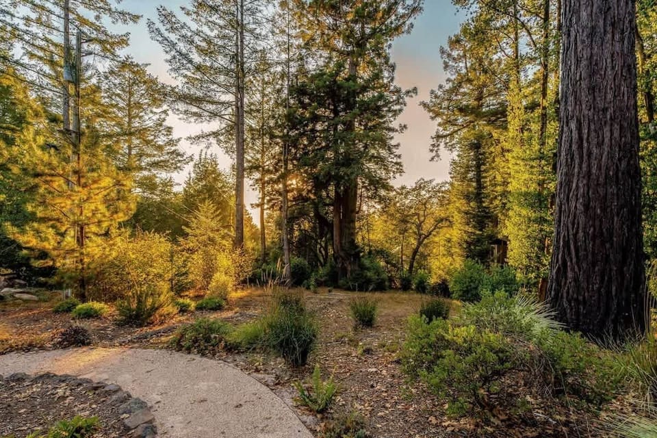 Tranquil forest path inviting peaceful outdoor strolls