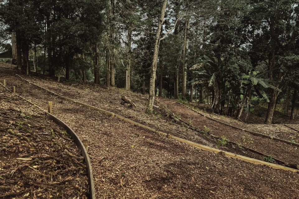 Reforesting the land