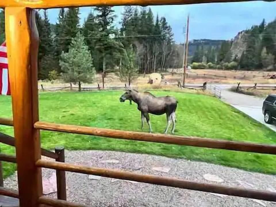 Moose sightings are highly likely at Stony Creek Lodge! 