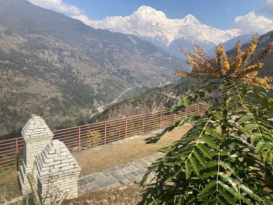 Mahonia plant in bloom beside the terrace railing.