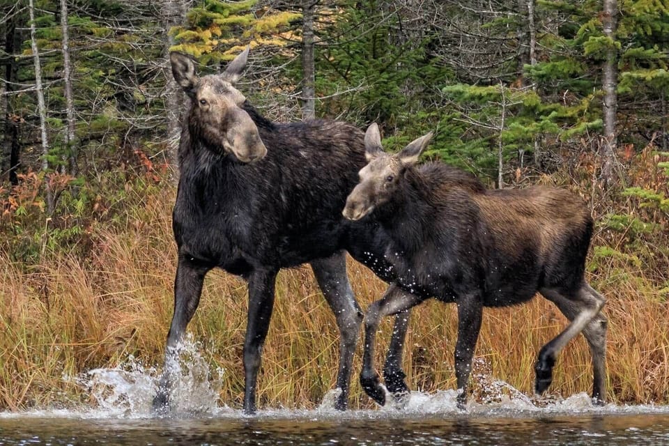 Mother and Calf