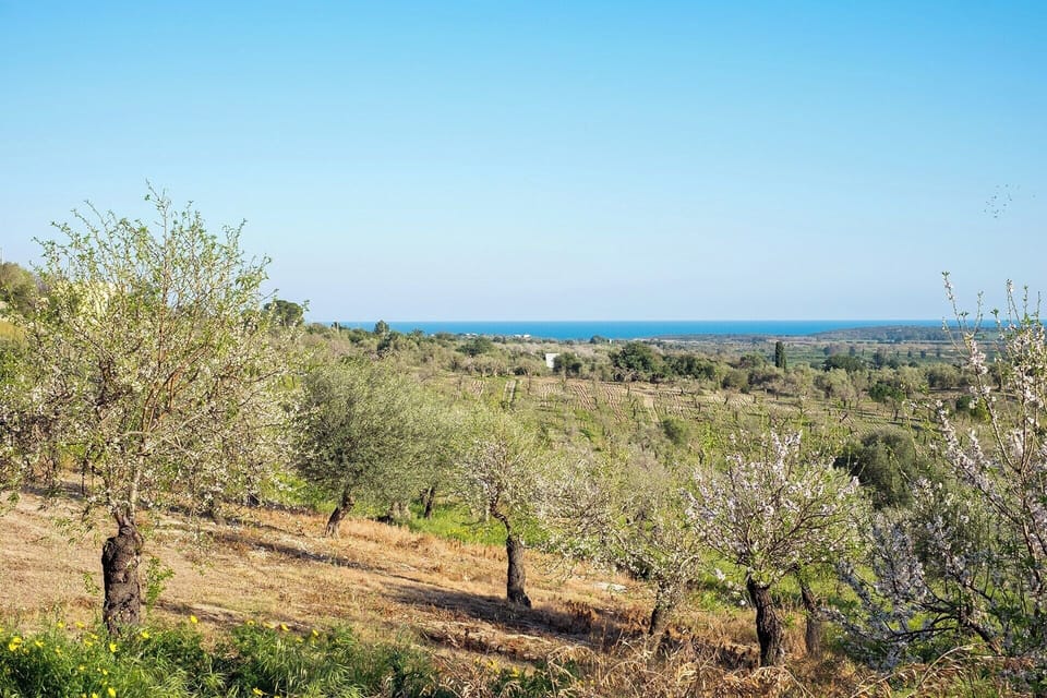 The sweeping panoramas take in the surrounding almond orchards.