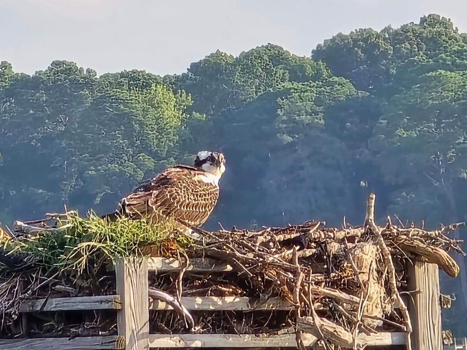 Seasonal Osprey