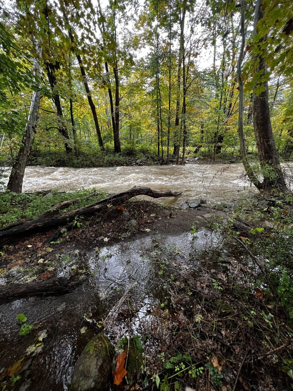 Relax to the soothing sounds of the creek right in your backyard