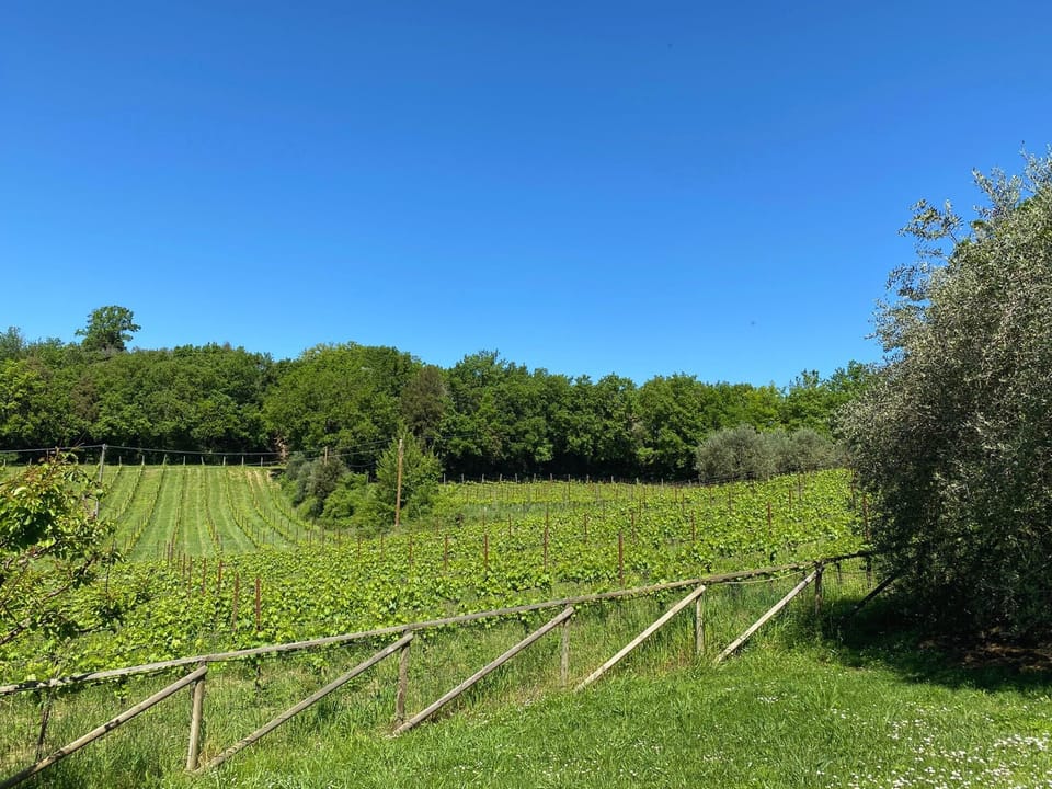 Vineyard view